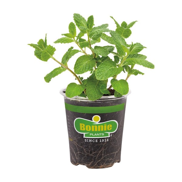 Bonnie Plants 19 oz. Sweet Mint Herb Plant