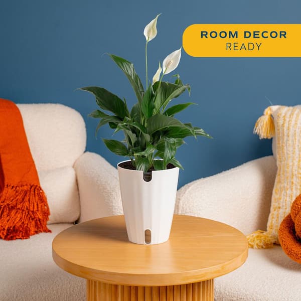 Spathiphyllum Peace Lily Indoor Plant in 6 in. Decor Planter, Average Shipping Height 1-2 ft. Tall