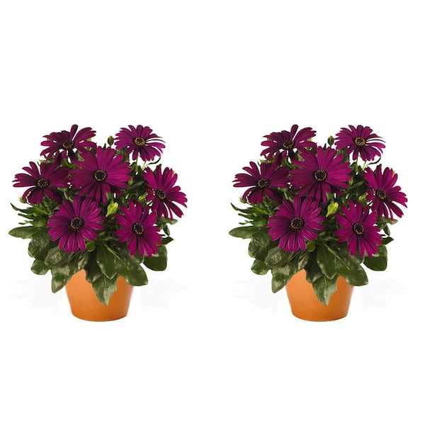 Unbranded Vigoro Annual Osteospermum Purple 1.0 QT ( 2-Pack)