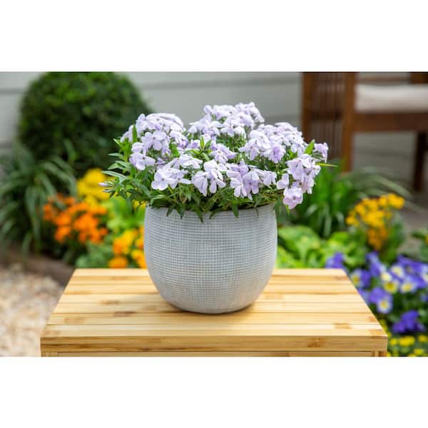 Vigoro 2 QT Phlox Woodland Phlox 'Woodlander Lilac' Purple