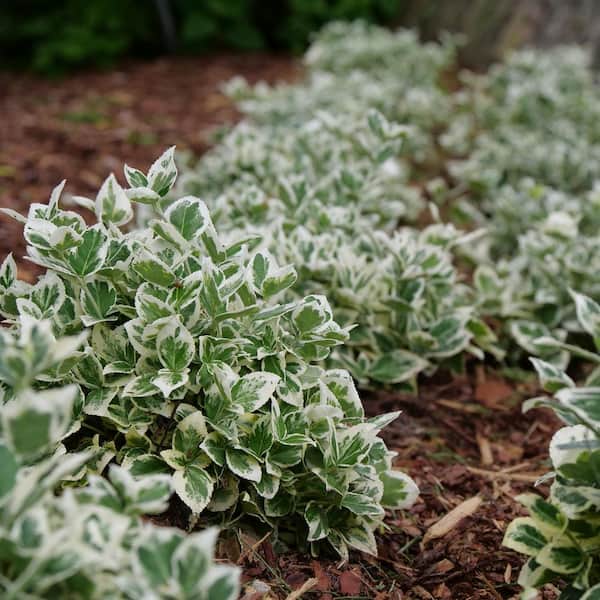 PROVEN WINNERS 4.5 in. qt. White Album Wintercreeper (Euonymus