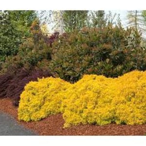 1 Gal. Dwarf Golden Barberry Shrub with Exceptionally Bright Yellow Foliage