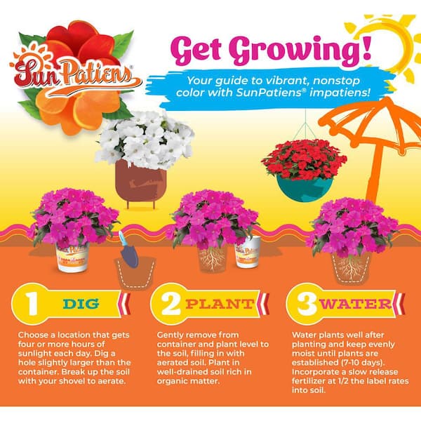 SunPatiens 2 Qt. White SunPatiens Impatiens Outdoor Annual Plant with White-Cream Flowers (3-Pack) 5093