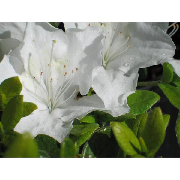 Cottage Gardens 2 Gal. White Azalea Pleasant Plant