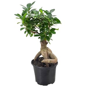 6 in. Ginseng Ficus Bonsai Black Plastic Grower Pot