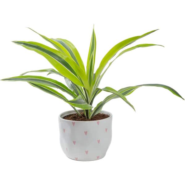 Costa Farms Grower's Choice Dracaena Indoor Plant in 6 in. Heart White Decor Pot, Avg. Shipping Height 10 in. Tall