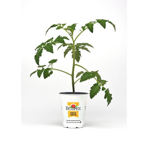 Burpee 3.5 in. Burpee Tomatoes Potted Fourth of July FG00095002