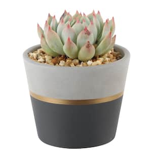 Echeveria Succulent in 4 in. Charcoal Modern Ceramic Planter
