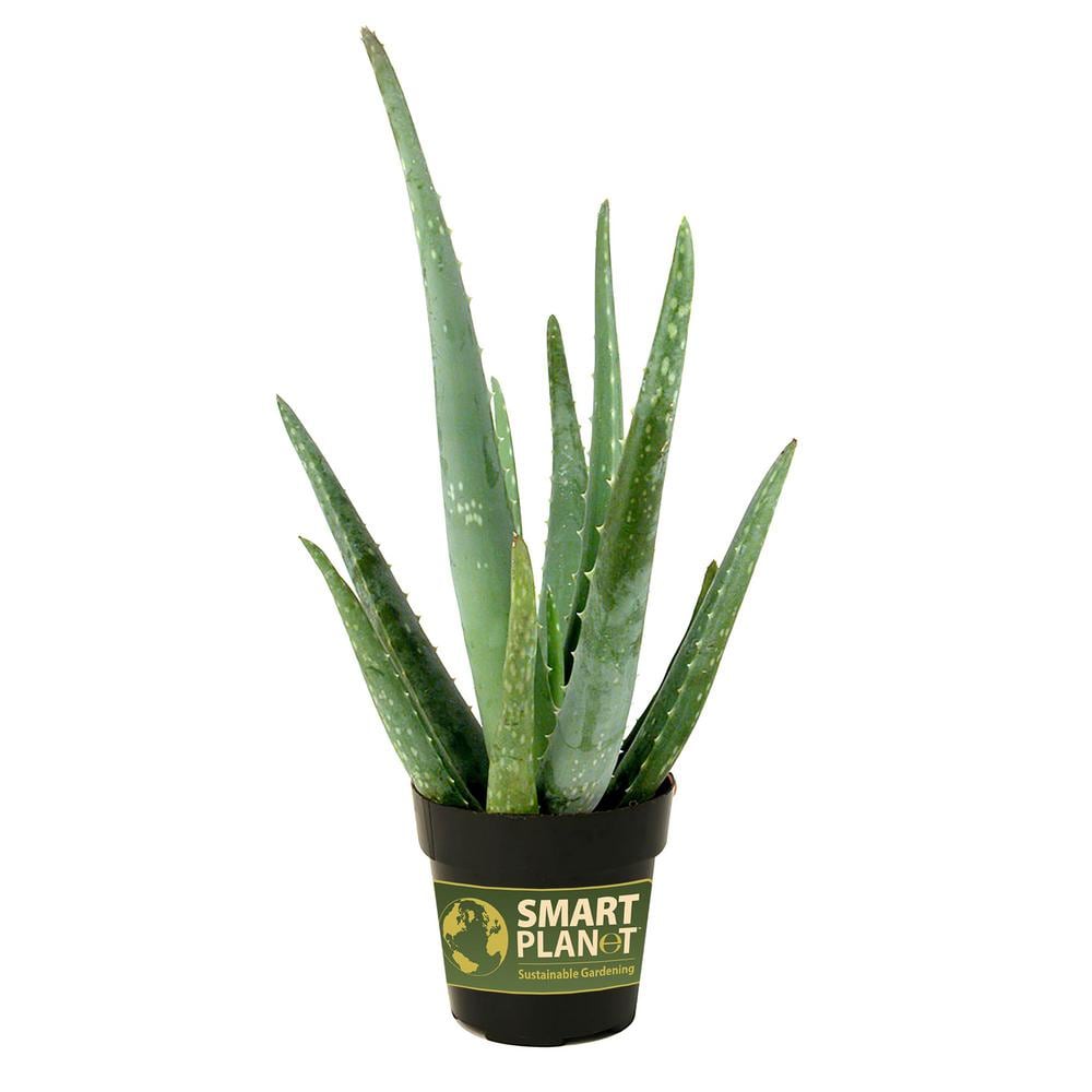 Aloe Vera Green Indoor/Outdoor Succulent Variety Pack