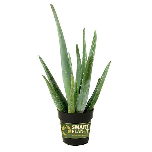 SMART PLANET 3.5 in. Aloe Vera Plant (3-Pack)