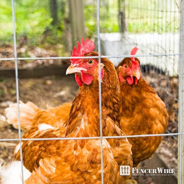 Metal Chicken Wire 50mm Hole X 50m Long - Welcome To - View #12