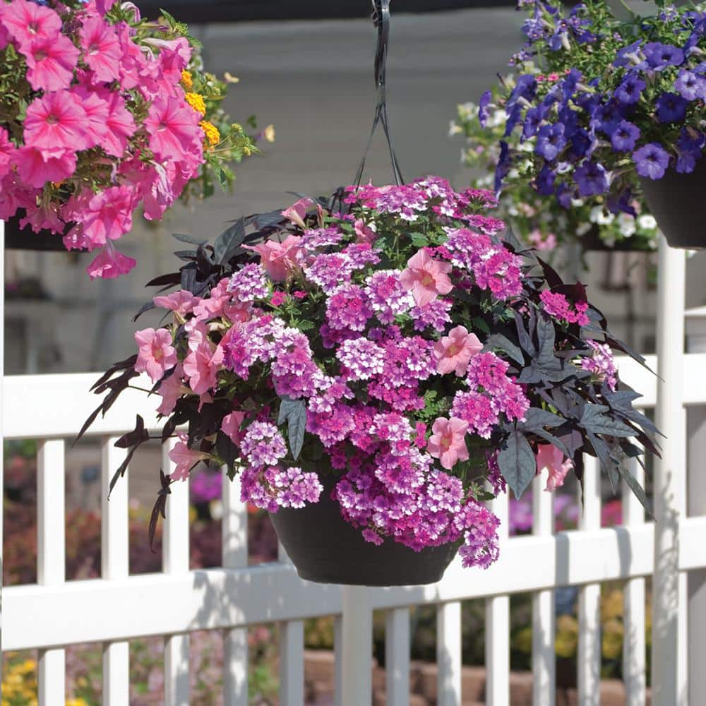 altman-plants-annual-flowers-