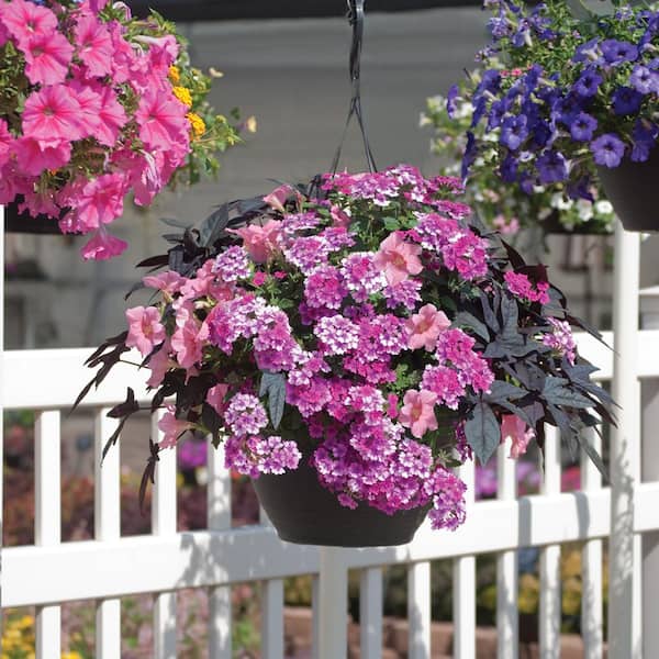 ALTMAN PLANTS 1.8 Gal. Select Pink and Purple Annual Mix Plant Hanging Basket