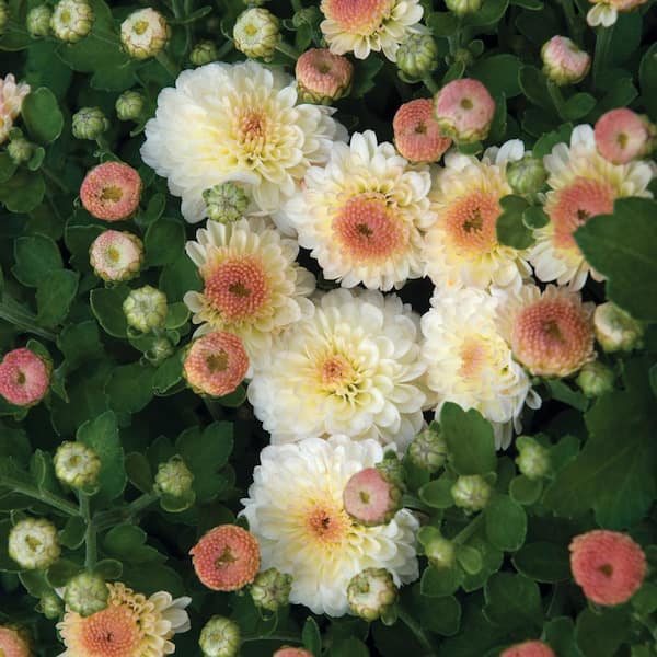 Unbranded 9 in. Gigi White Chrysanthemum Perennial Plant