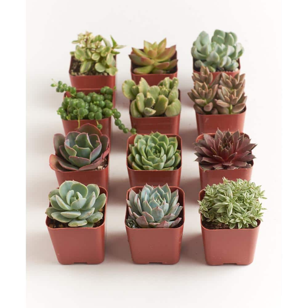 Assorted 2-Inch Succulent Plants in Multi-Colored Pots (12 Pack)