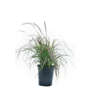 2 QT. Annual Pennisetum Rubrum Grass
