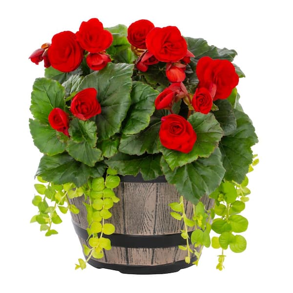 METROLINA GREENHOUSES 1 Gal. Begonia Combo in Decorative Planter Red Annual Plant (1-Pack)