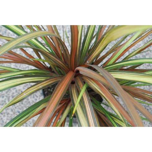 2.5 qt. Perennial Cordyline Dance Cha Cha 1 Pack 2473 The Home