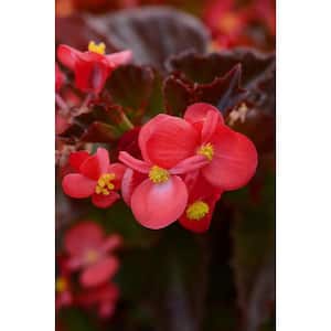 4 in. Bronze Leaf Begonia Live Annual Plant with Red Flowers (6-Pack)