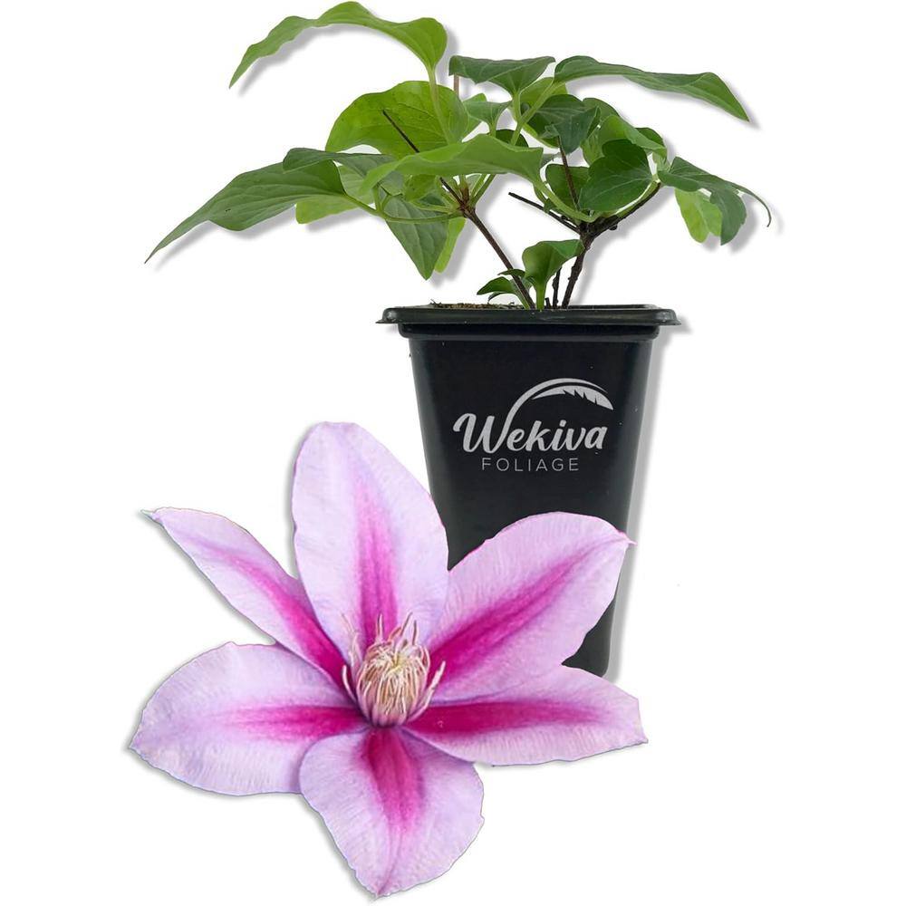 Clematis Poseidon-Live Starter Plant in a 2 Inch Growers Pot-Starter Plants Ready for The Garden-Rare Clematis price history on PriceWatchPro