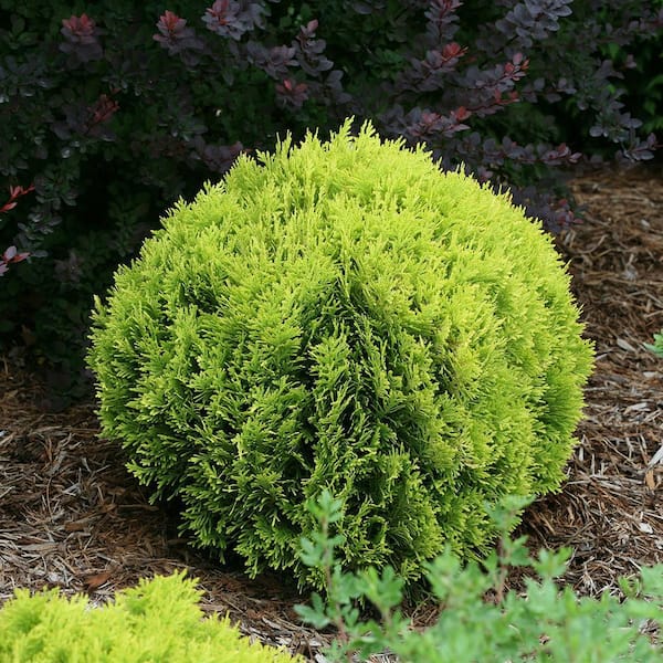 2 Gal. Anna's Magic Ball Arborvitae Evergreen Shrub