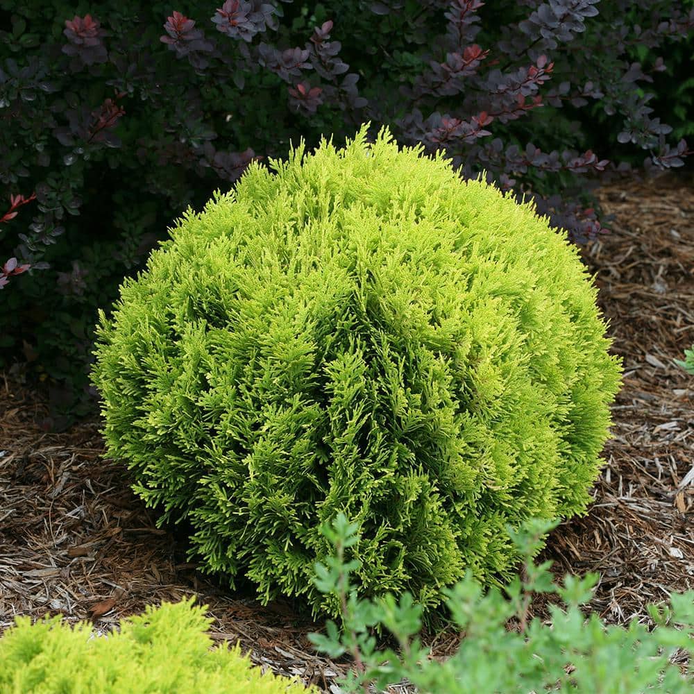2 Gallon Bright Yellow Evergreen Arborvitae Shrub