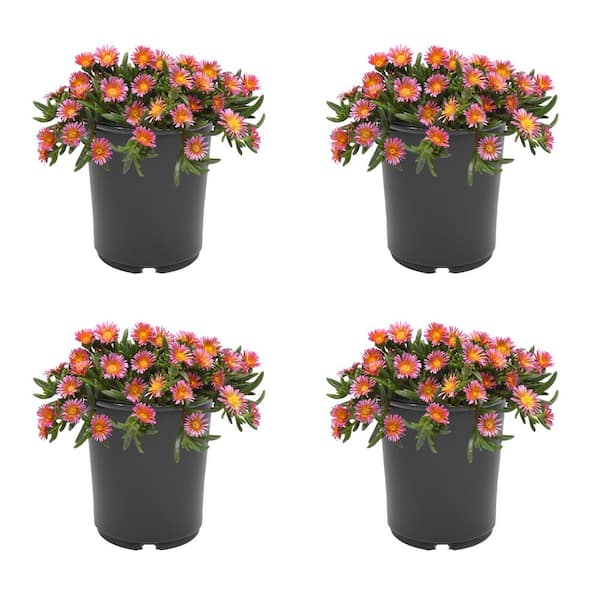 Unbranded 2.5 qt. Delosperma Ocean Sunset Perennial Plant with Orange and Fuchsia Flowers-(4-Pack)