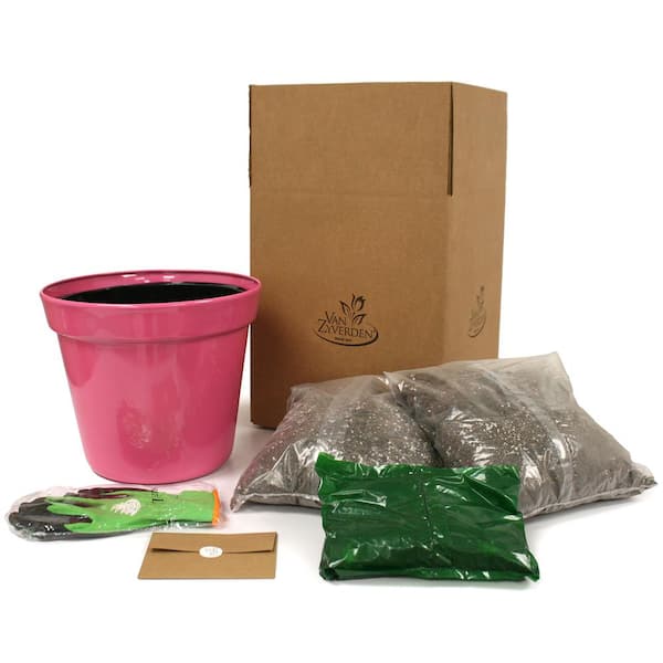 VAN ZYVERDEN Patio First Romance Lilies Kit with 7 Bulbs, Metal