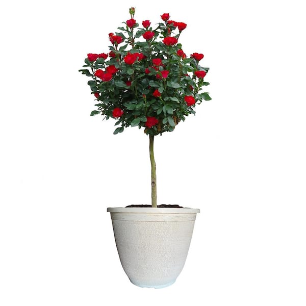 KNOCK OUT 12" Petite Rose Tree with Fire Engine, Non Fading Flowers in Decorative Pot