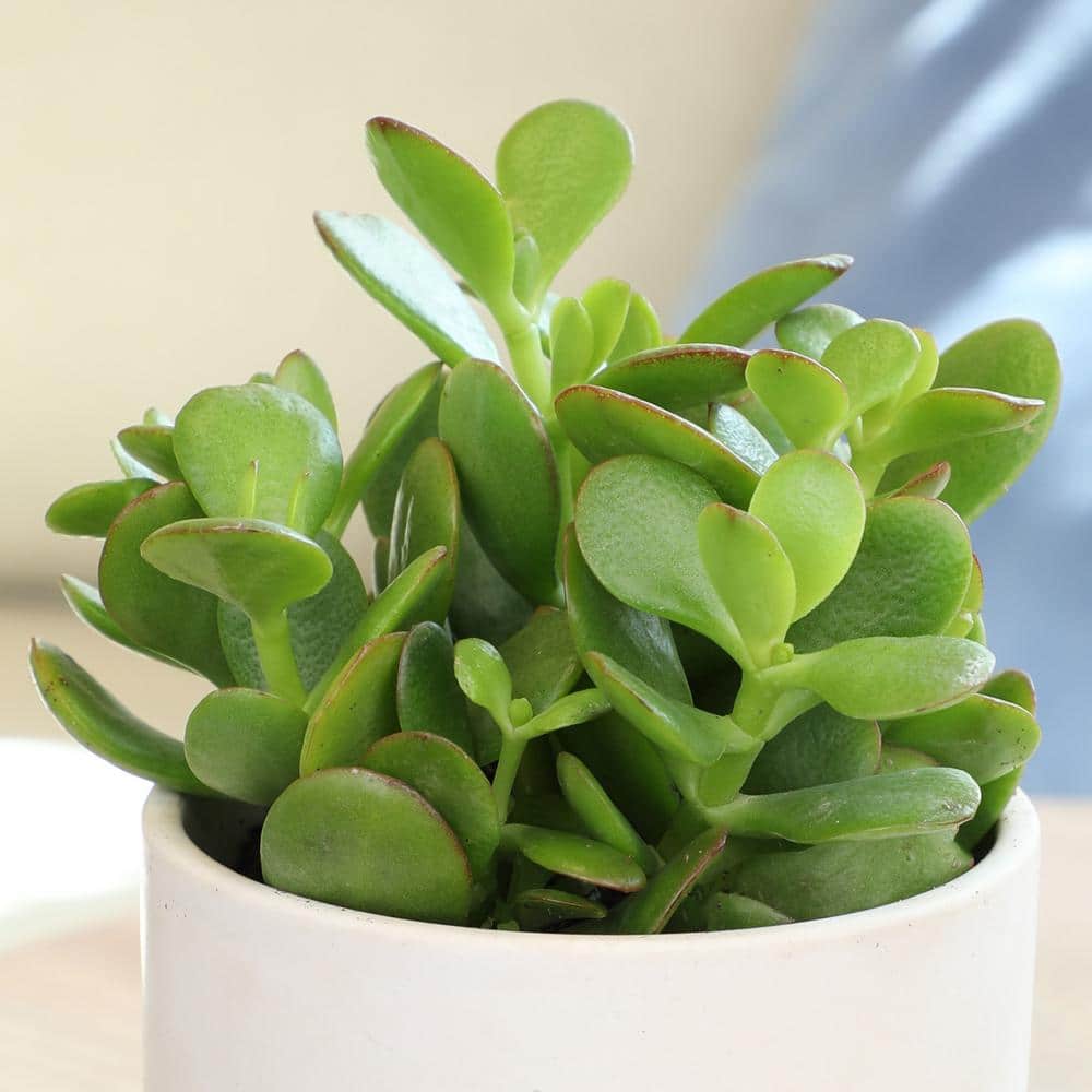 Classic Jade Succulent Collection in Black 2.5 Inch Pots (8-Pack)