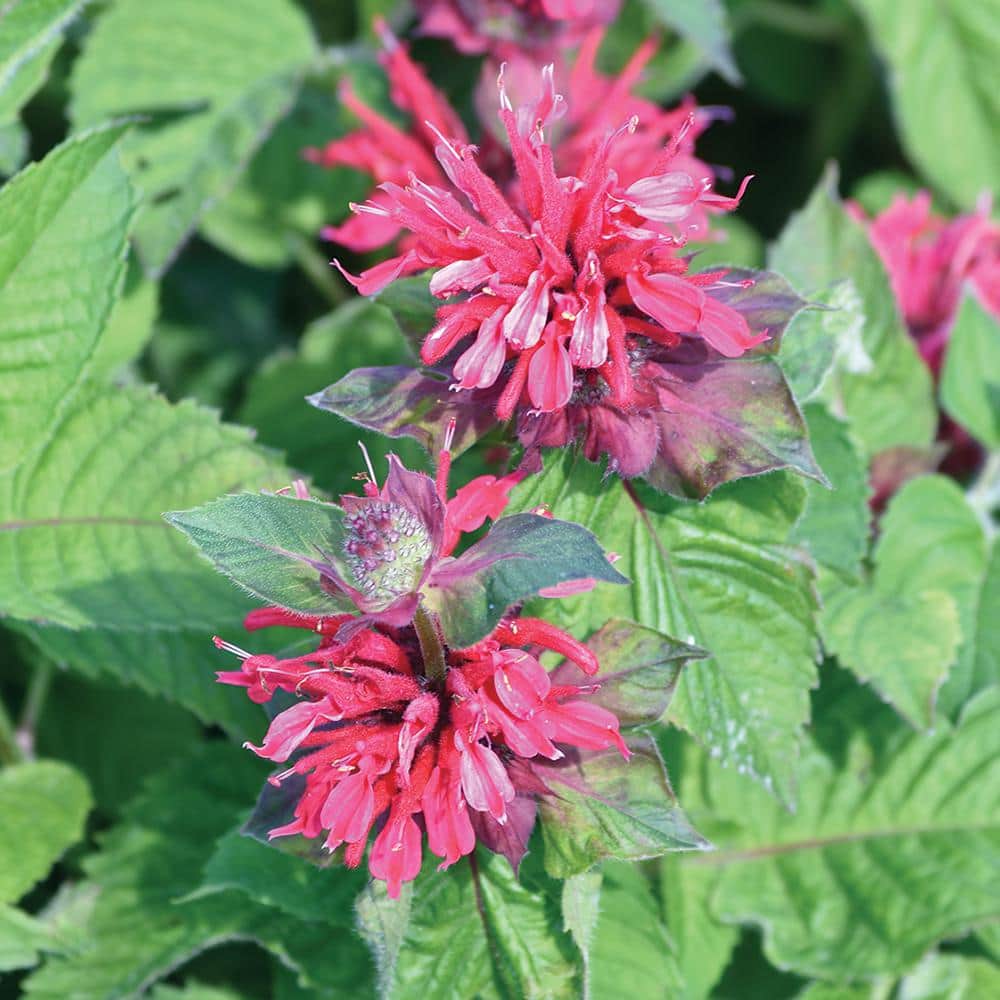 vigoro-perennials-1005991657-
