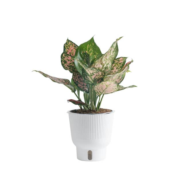 Costa Farms 6 in. Trending Tropicals Assorted Colorful Aglaonema Plant