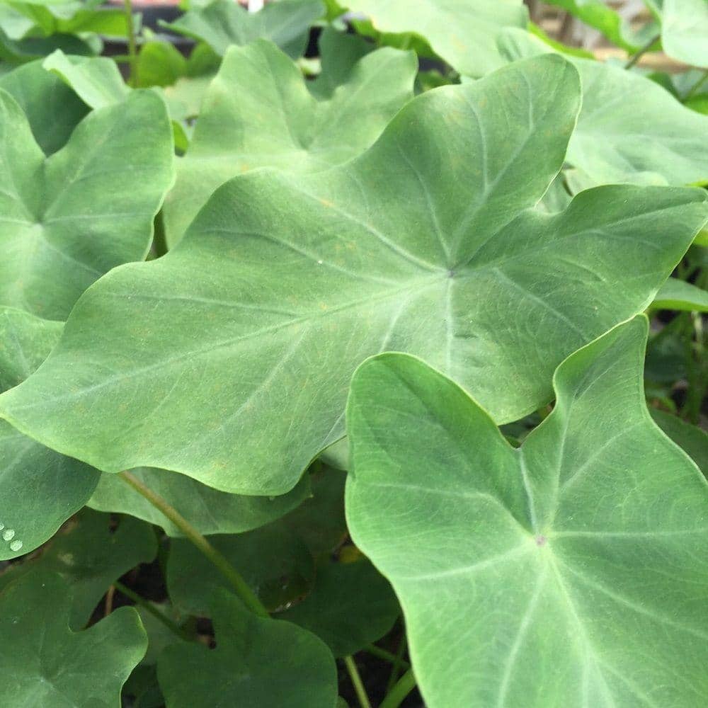 4 in. Green Taro Potted Bog/Marginal Pond Plant BP - Taro The Home