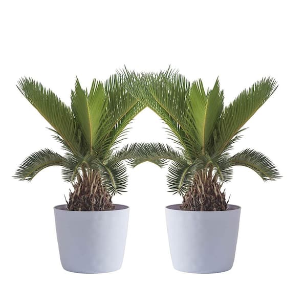 Vigoro Sago Palm Indoor Plant in 6 in. White Ribbed Plastic Decor