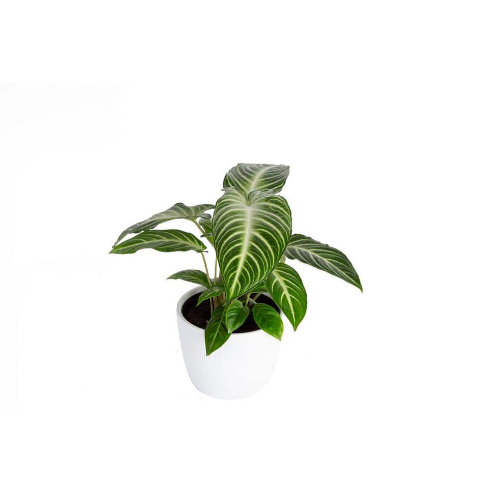 plant☆様 6 in. Trending Tropical Xanthosoma Magnificum Plant in Deco Pot