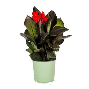 1.5 Gal. Red Canna Lily Cannova Bronze Scarlet Perennial Plant (1-Pack)