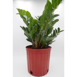 2 Gal. ZZ Plant (Zamioculcas Zamiifolia) Live Indoor House Plant in 10 in. Nursery Pot