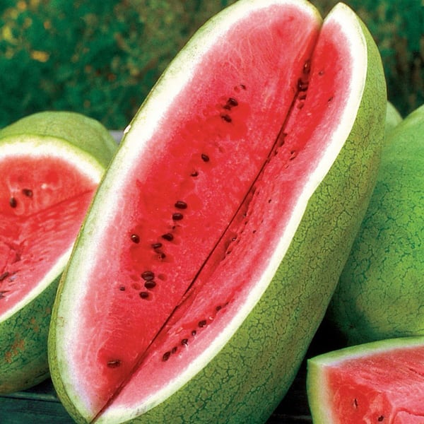 Ferry-Morse Organic Watermelon Garden Leader Monster Giant Fruit