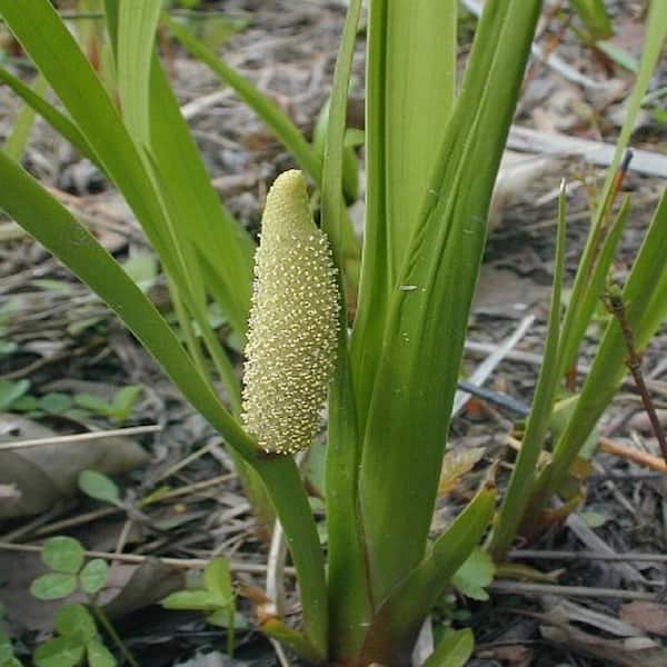 GIVHANDYS INC Givhandys 4 in. Potted Sweet Flag Bog/Marginal Aquatic Pond Plant