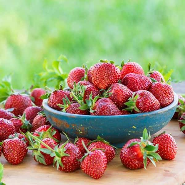 Gurney's Eversweet Everbearing Strawberry Plants (25-Pack)