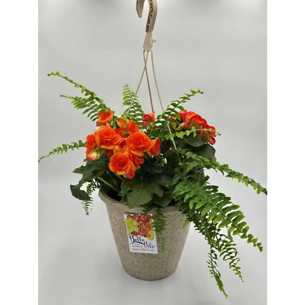 bella-vita-annual-flowers-