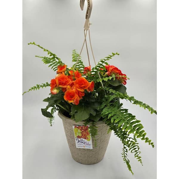 Bella Vita 10 in. Begonia Hanging Basket Amber Flame Easy-Care