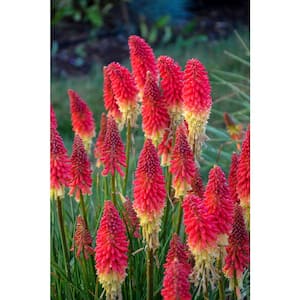 1 Gal. Pyromania 'Rocket's Red Glare' Red Hot Poker (Kniphofia) Live Plant, Red Flowers