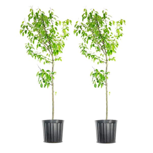 Unbranded 4-5 ft. Moonglow Pear Tree - 2 Pack