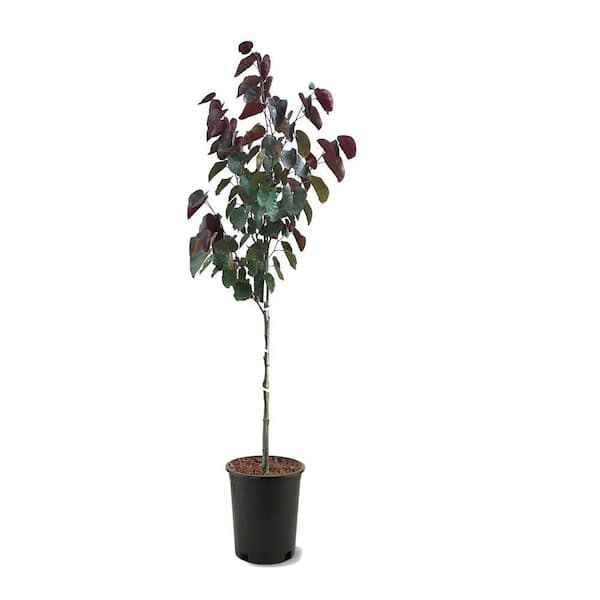 1 gal. Forest Pansy Deciduous Redbud Tree with Pink Flowers