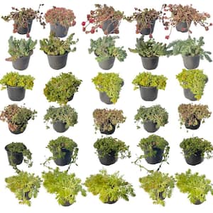 Combination Spreading Plant (30-Pack)