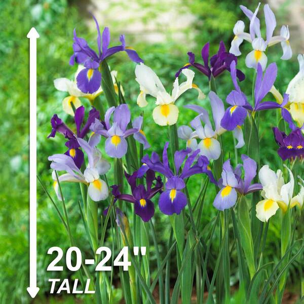 Garden State Bulb 8/9cm, Dutch Iris Hollandica Mixed Flower Bulbs