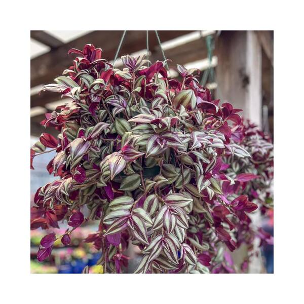 ALTMAN PLANTS #10 (4.73L) Classic HB Tradescantia Plant 1004603598