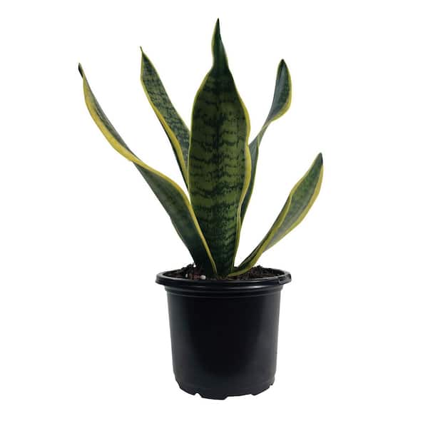 6 in. Sansevieria Snake Plant Indoor Tropical Houseplant in Grower Pot (1-Pack)