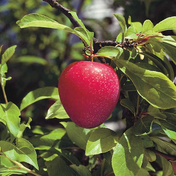 Gala Apple Tree  Gurney's Seed & Nursery Co.